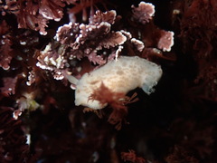 Diaulula sandiegensis