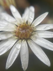 Olearia arborescens
