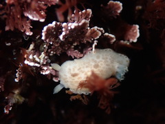 Diaulula sandiegensis