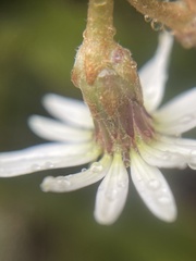 Olearia arborescens