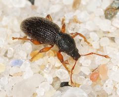 Barypeithes pellucidus