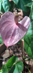 Anthurium