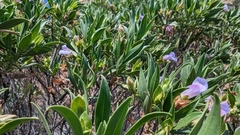 Eremophila freelingii