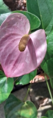 Anthurium