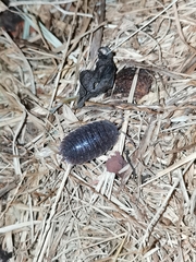 Porcellio
