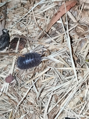 Porcellio
