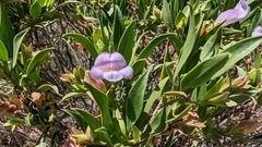 Eremophila freelingii