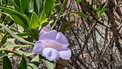 Eremophila freelingii