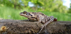 Rana amurensis