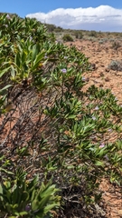 Eremophila freelingii