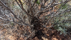 Eremophila freelingii