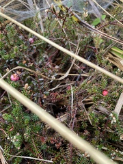 Gaultheria macrostigma