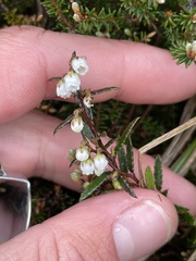 Gaultheria macrostigma