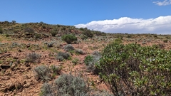Eremophila freelingii