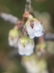 Gaultheria macrostigma