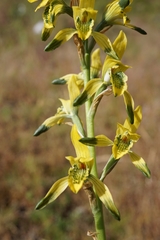 Chloraea