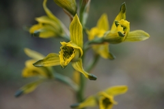 Chloraea