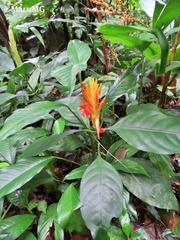 Aphelandra