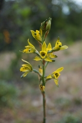 Chloraea