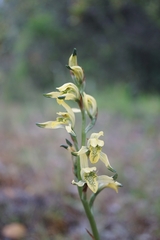 Chloraea