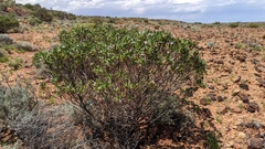 Eremophila freelingii