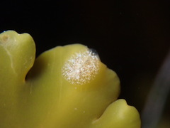 Corambe steinbergae