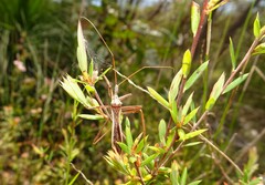 Australcmena lineativentris