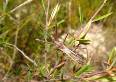 Australcmena lineativentris