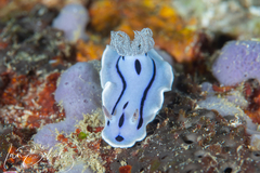 Chromodoris willani
