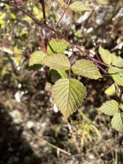 Rubus