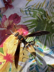 Polistes comanchus