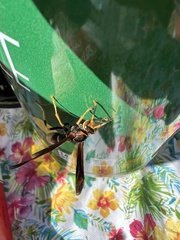 Polistes comanchus