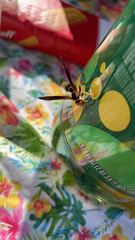 Polistes comanchus