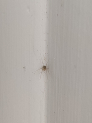 Physocyclus globosus