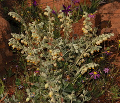 Hermannia johanssenii