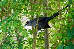 Phaenicophaeus tristis