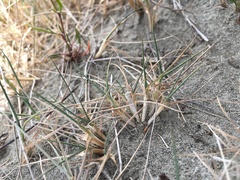 Zoysia minima