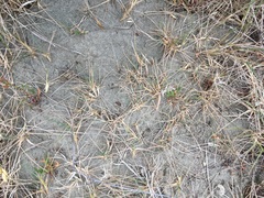 Zoysia minima