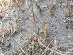 Zoysia minima