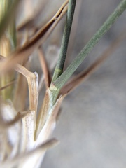 Zoysia minima