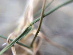Zoysia minima