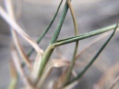 Zoysia minima