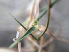 Zoysia minima