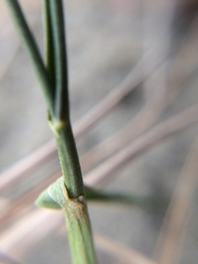 Zoysia minima