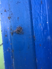 Larinioides sclopetarius