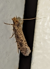 Amydria effrenatella