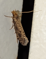 Amydria effrenatella