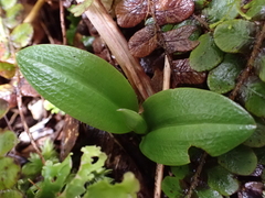 Chiloglottis cornuta