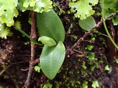 Chiloglottis cornuta