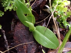 Chiloglottis cornuta